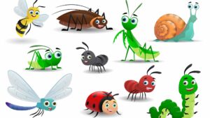 atelier mobile bois insectes